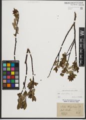 Foto von Salix phylicifolia L.